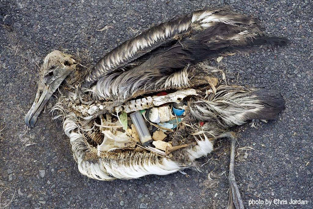Der unveränderte Mageninhalt eines toten Albatros-Kükens, fotografiert im nationalen Atoll-Schutzgebiet im Pazifik im September 2009. Er beinhaltet marine Plastikrückstände, die dem Küken von seinen Eltern gefüttert wurden.